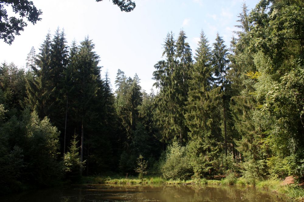 Waldweiher im Spätsommersonneschein