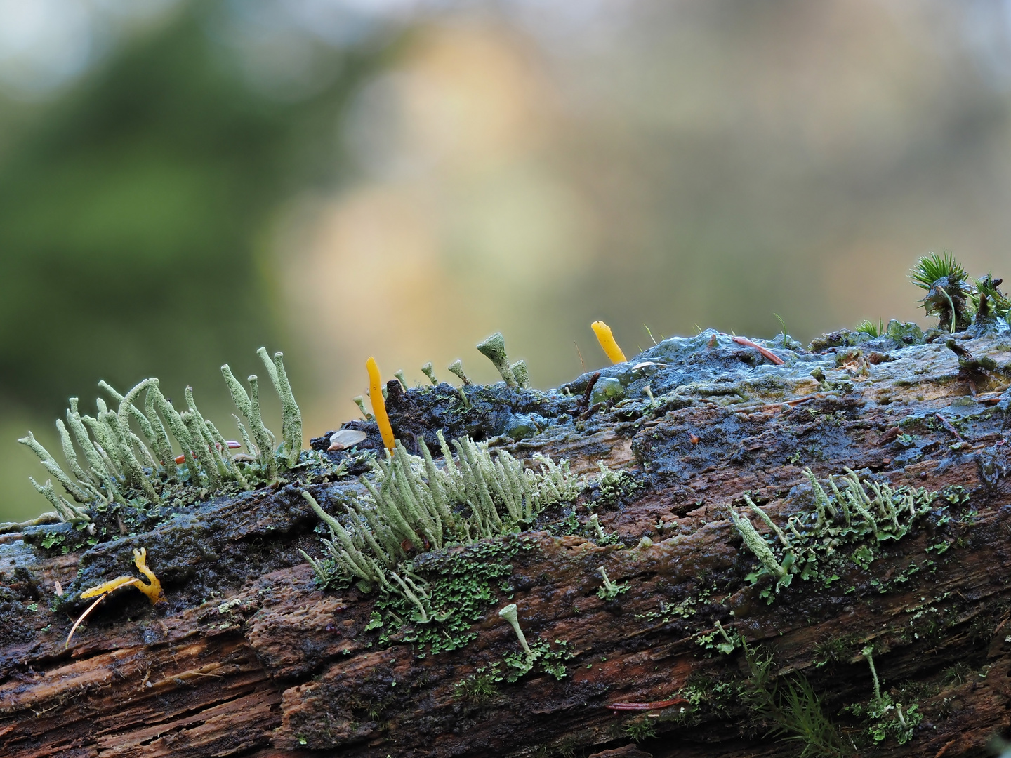 Wald.Welten.