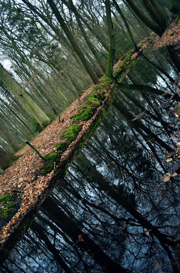 Waldwelten