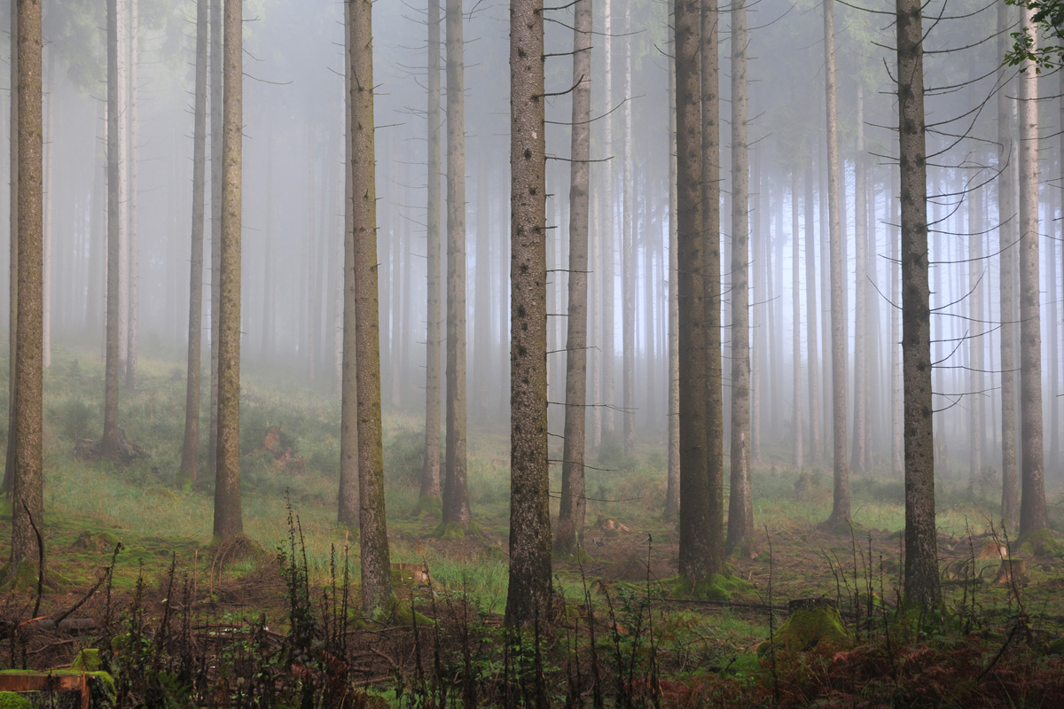 Waldwelten II