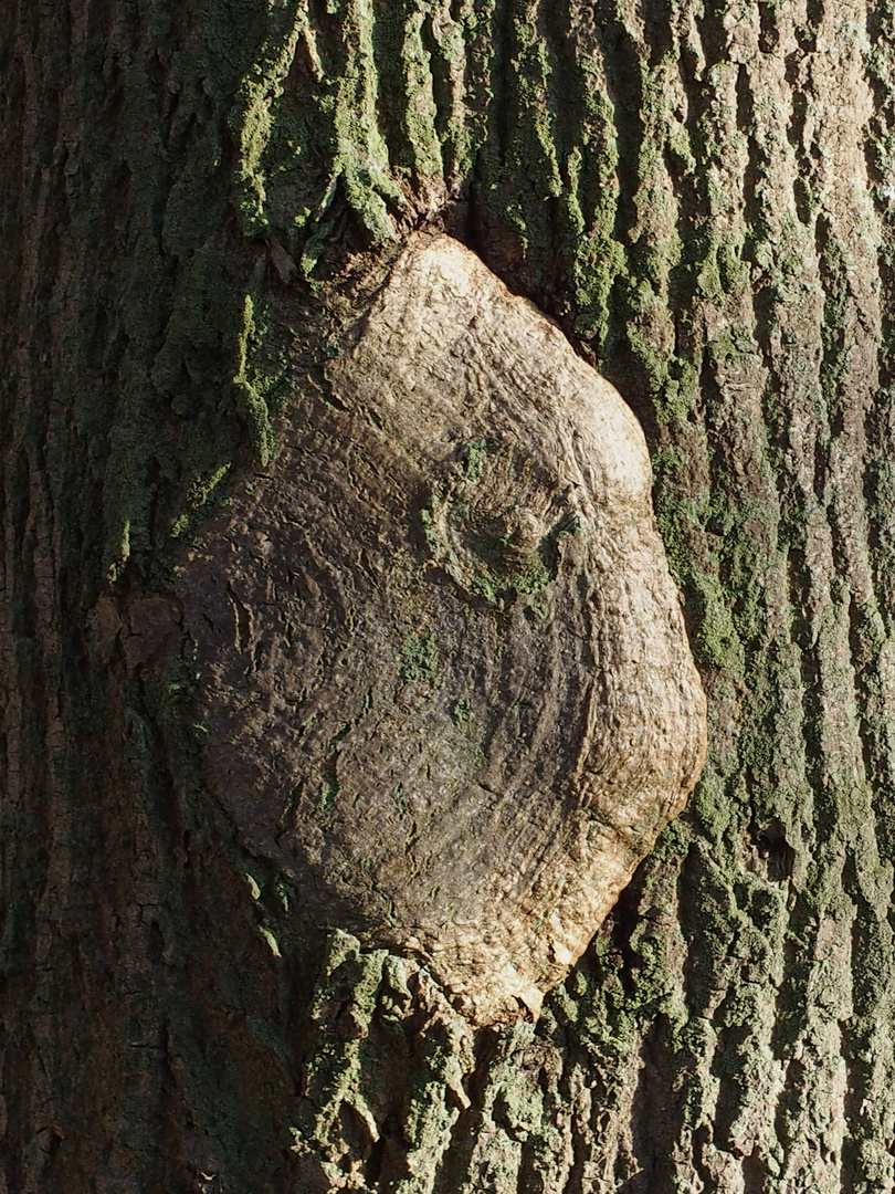 Waldwesen ganz zufrieden