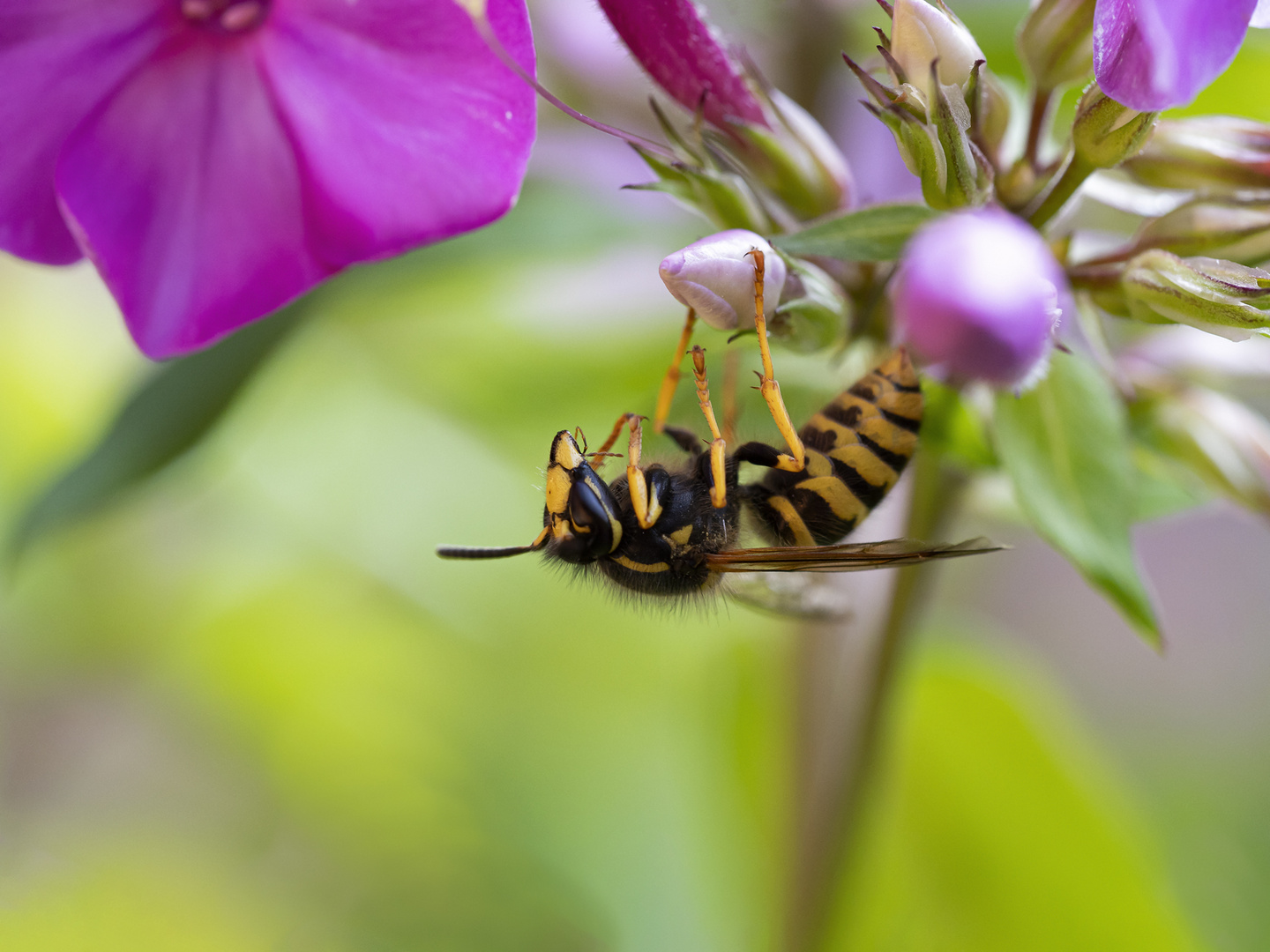 Waldwespe - Dolichovespula sylvestris