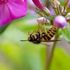 Waldwespe - Dolichovespula sylvestris