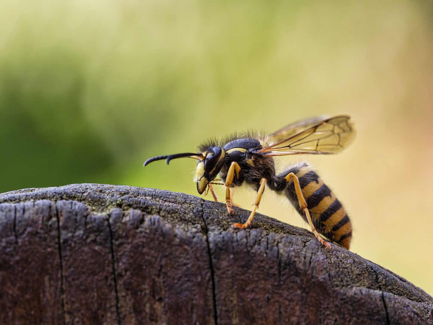 Waldwespe - Dolichovespula sylvestris