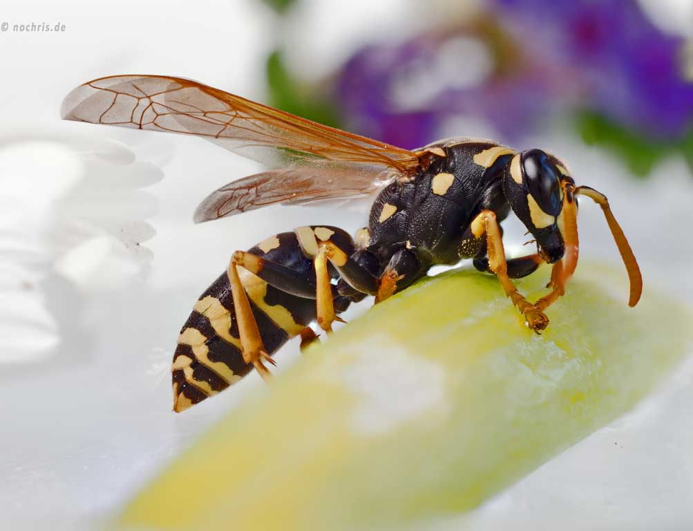 Waldwespe (Dolichovespula sylvestris)