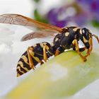 Waldwespe (Dolichovespula sylvestris)