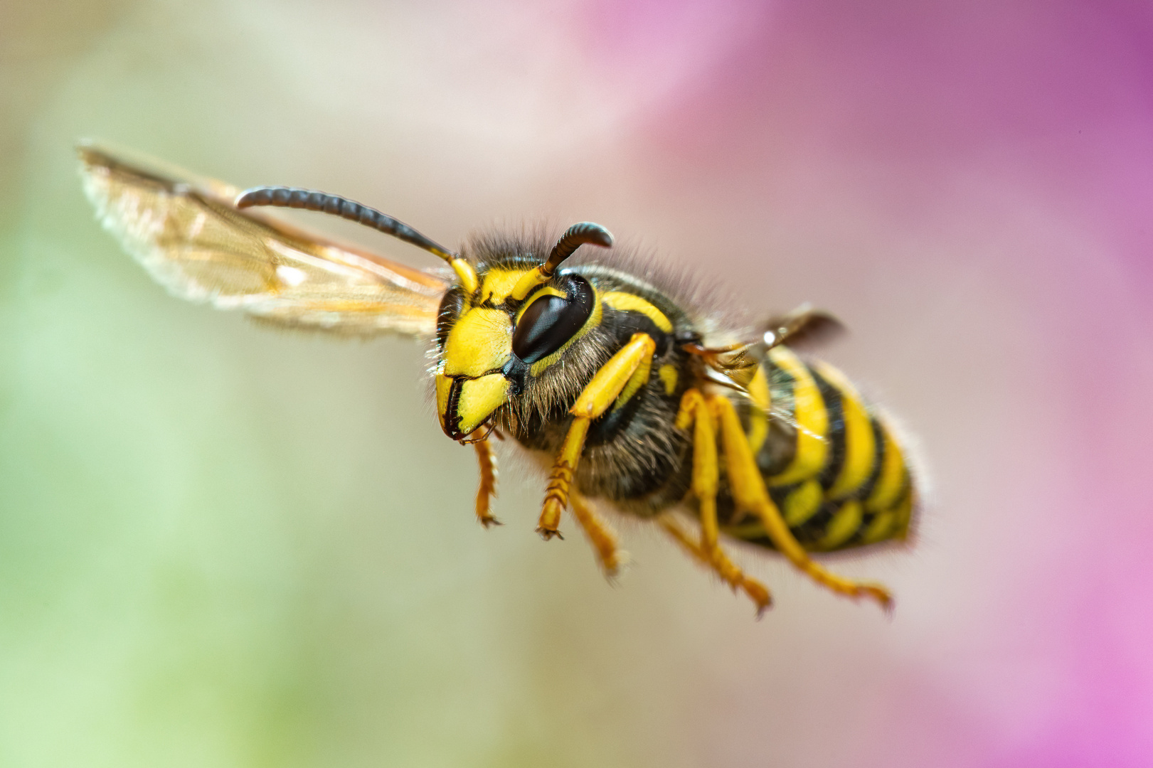 Waldwespe(Dolichovespula sylvestris)  im Flug 