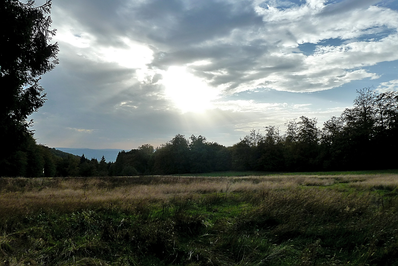 Waldwiese am Abend