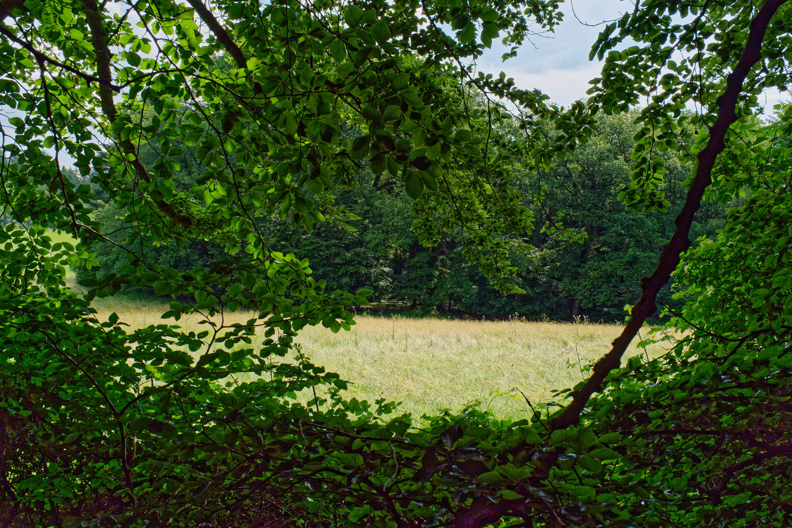 Waldwiese Foto & Bild spezial, wald, sommer Bilder auf