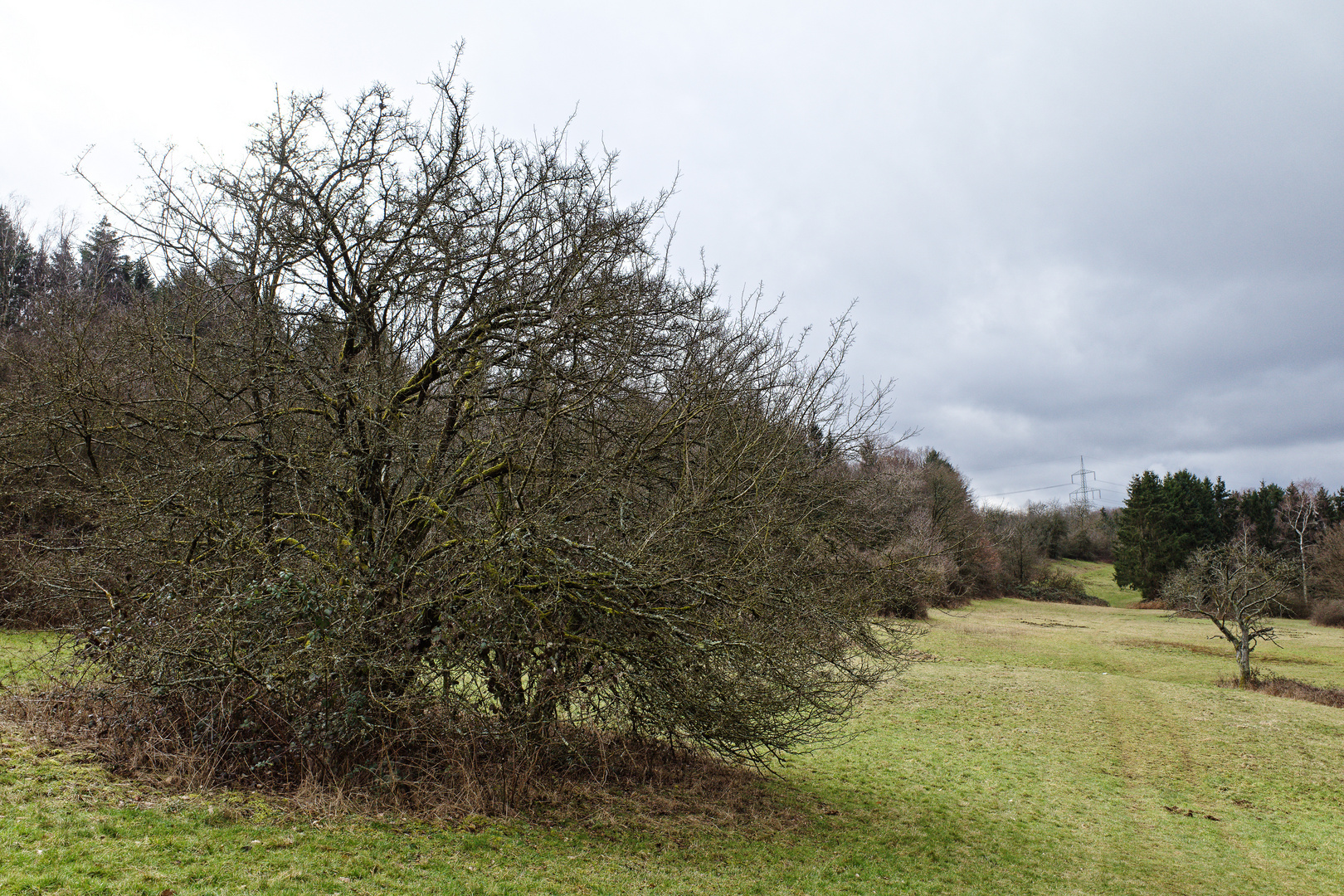 Waldwiese im Februar