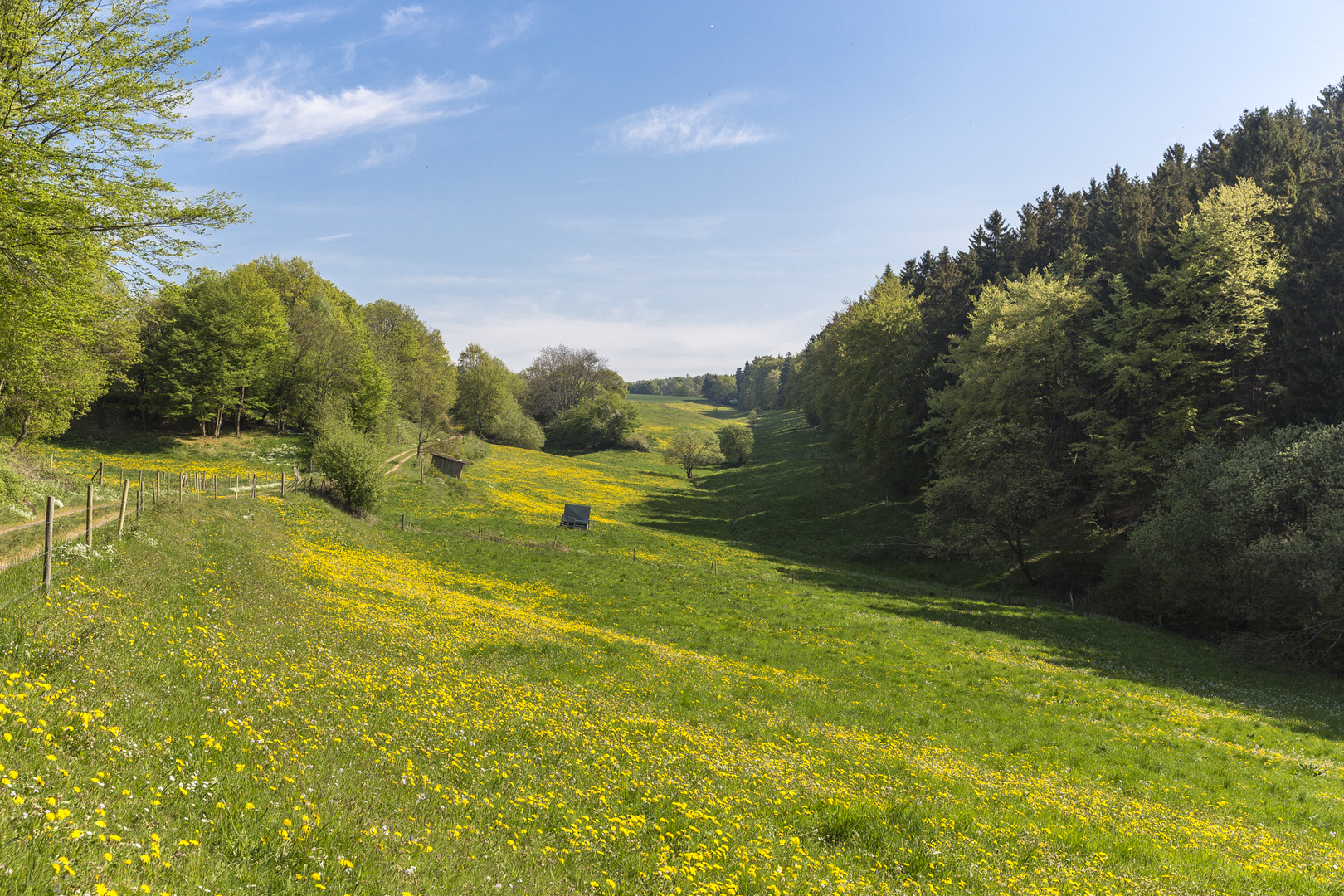 Waldwiese im Frühling