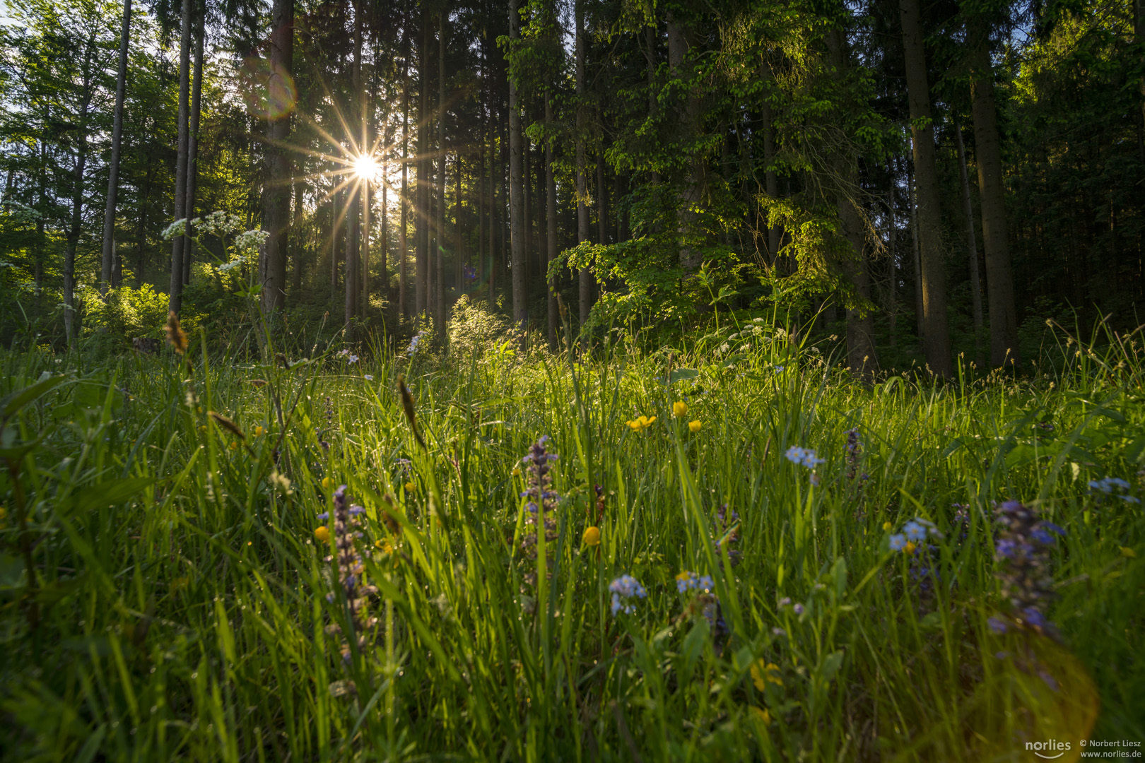 Waldwiese im Gegenlicht