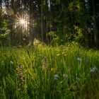 Waldwiese im Gegenlicht