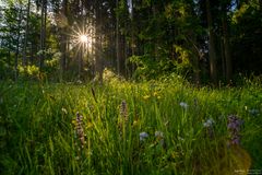 Waldwiese im Gegenlicht