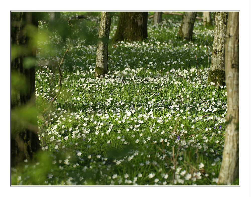 Waldwiese mit Blumen