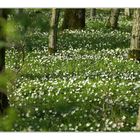 Waldwiese mit Blumen