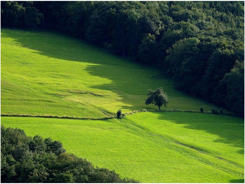 waldwiese nach dem regen