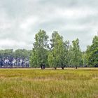 waldwiesen / forest grassland / 2018-21