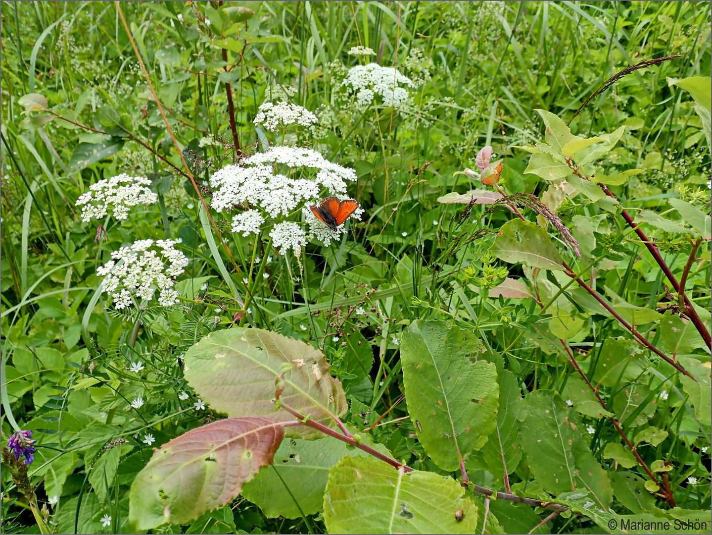 Waldwiesenallerlei...