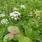 Waldwiesenallerlei...