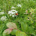 Waldwiesenallerlei...