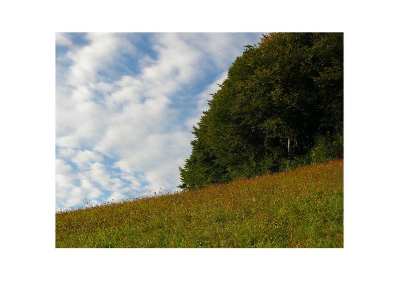 waldwiesenhimmel