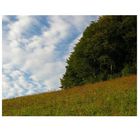 waldwiesenhimmel