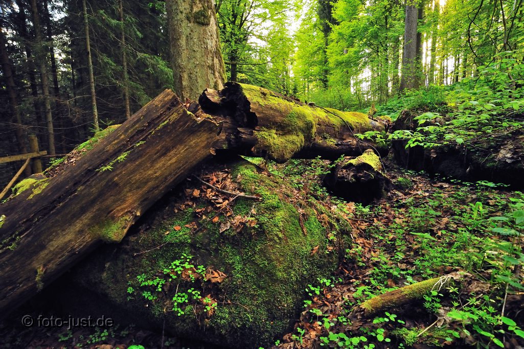 Waldwildnis im Šumava