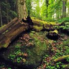 Waldwildnis im Šumava