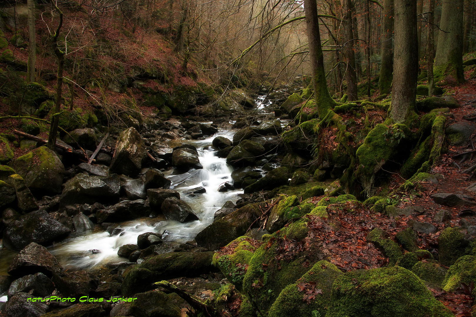 Waldwildnis in der Buchberger Leite