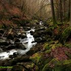 Waldwildnis in der Buchberger Leite