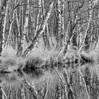 Waldwildnis und verträumtes Moor