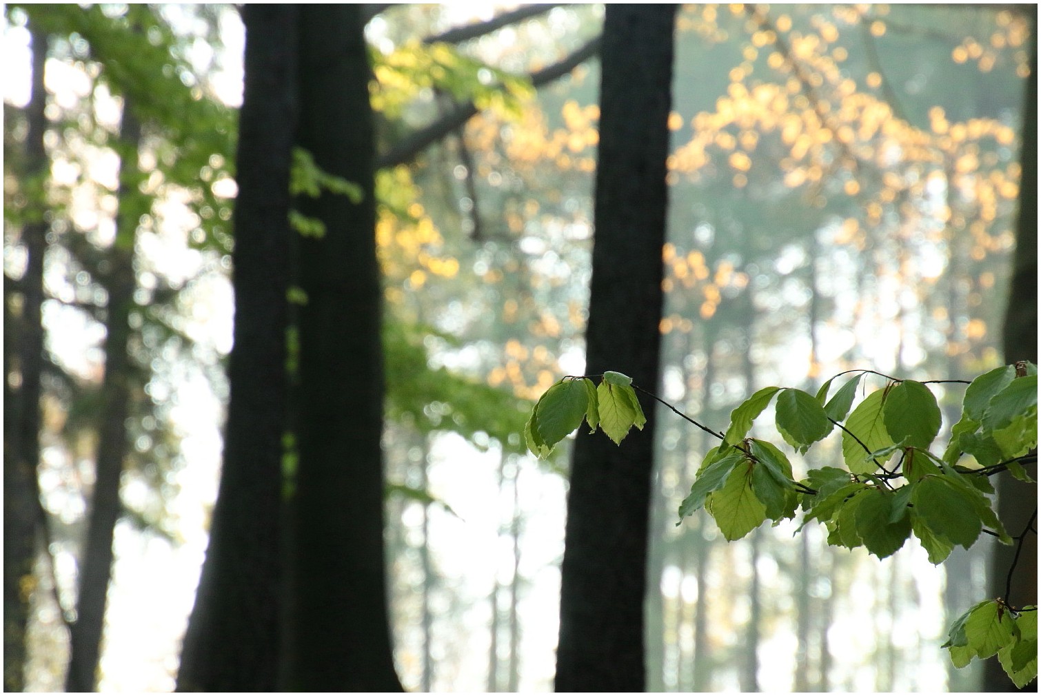 Waldwinkelemente