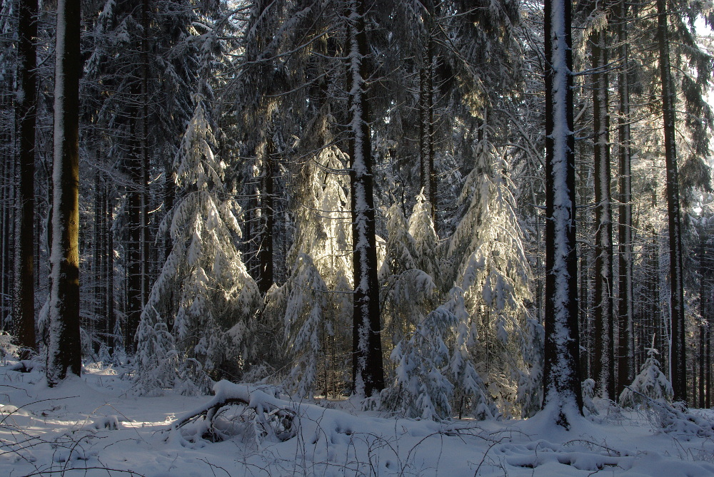 Waldwinter