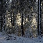 Waldwinter