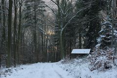 Waldwinterabend