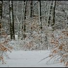 Waldwinterschlaf