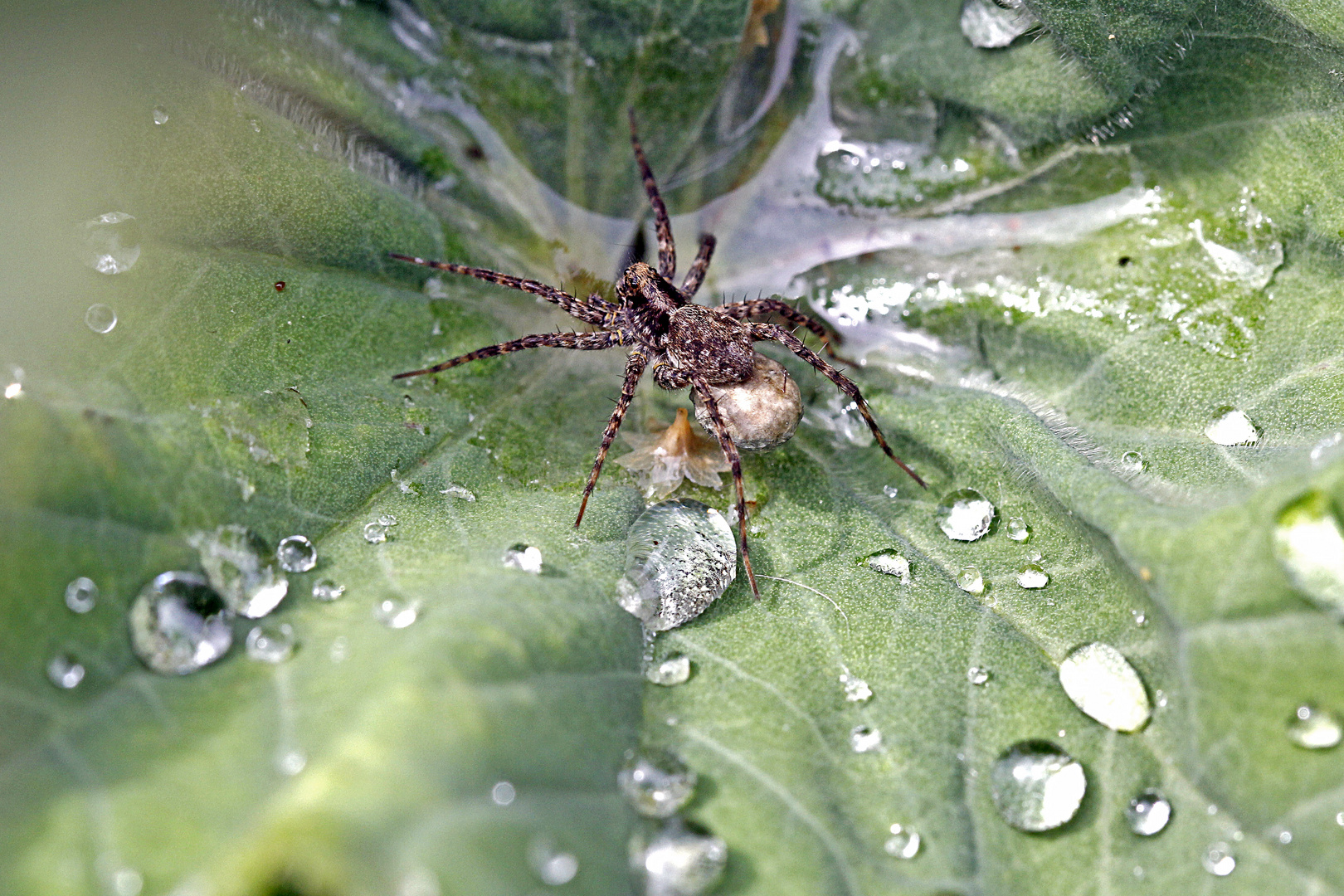 Waldwolfspinne mit Eikokon