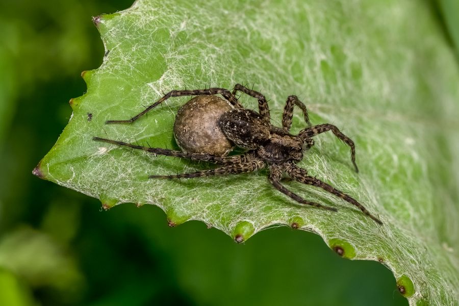 Waldwolfspinne mit Kokon