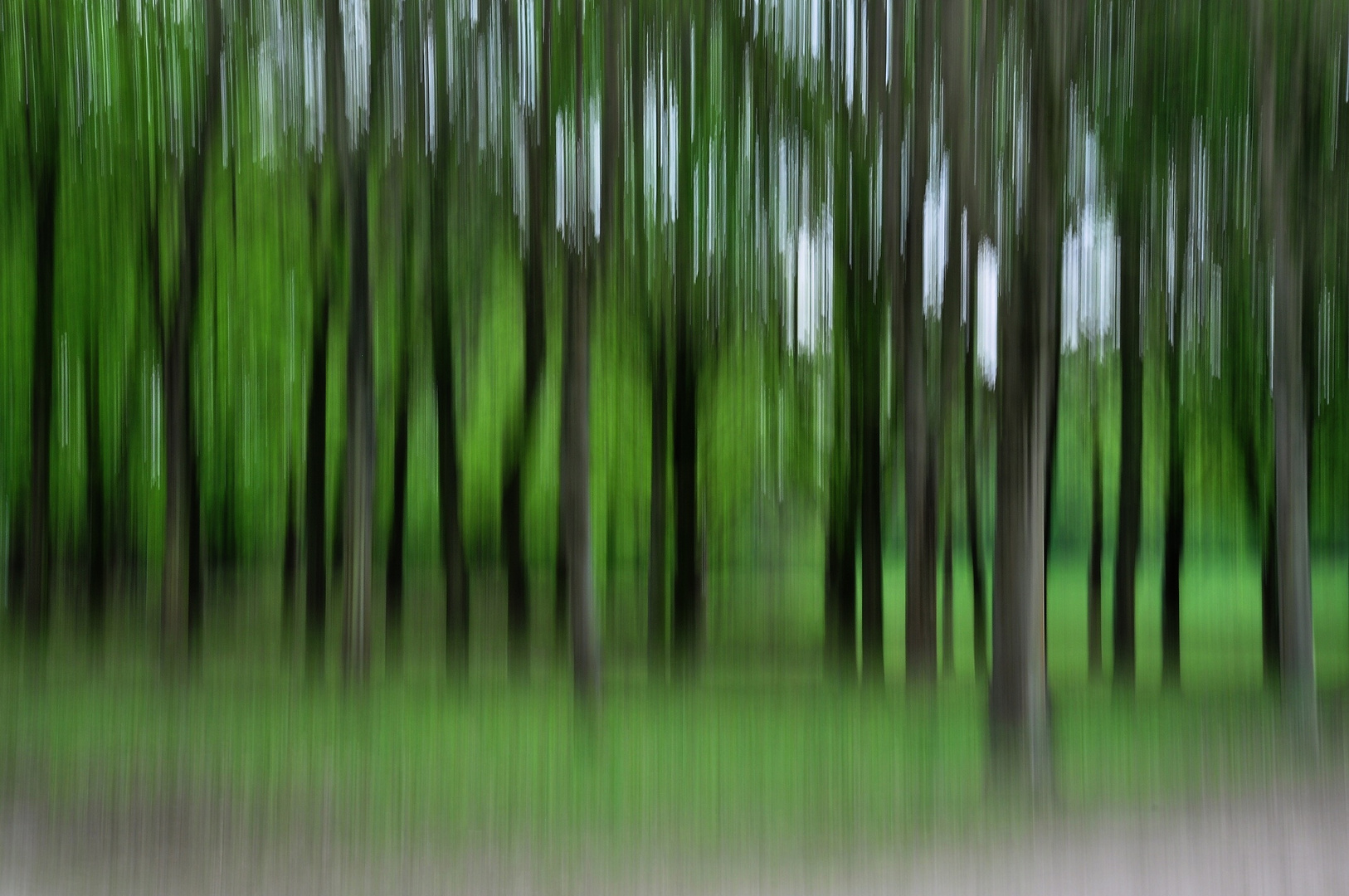 Wald(Wusch)