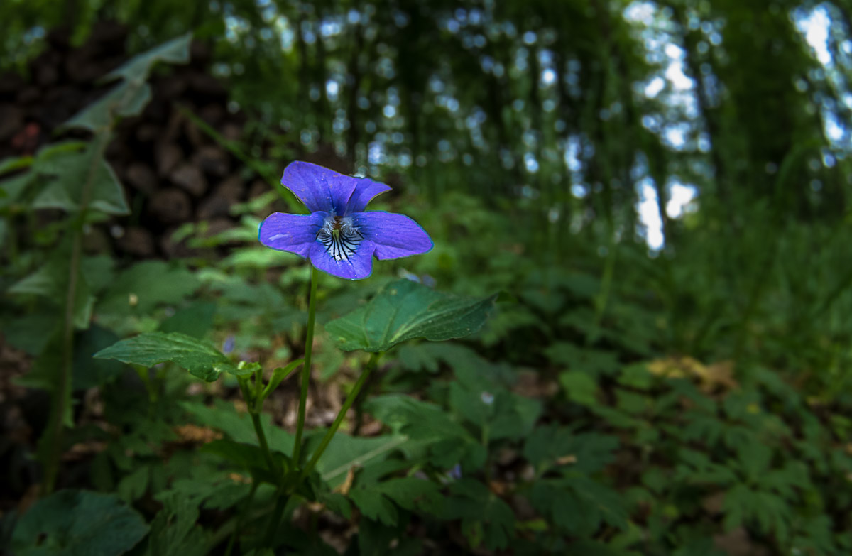 Waldzartheiten #3