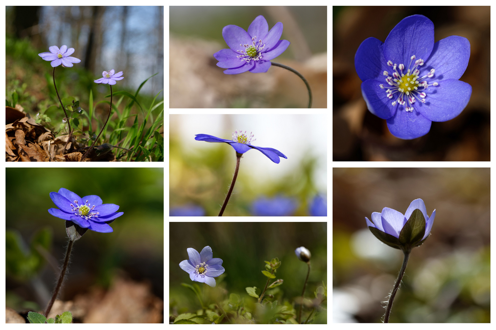 Waldzauber - Collage Leberblümchen