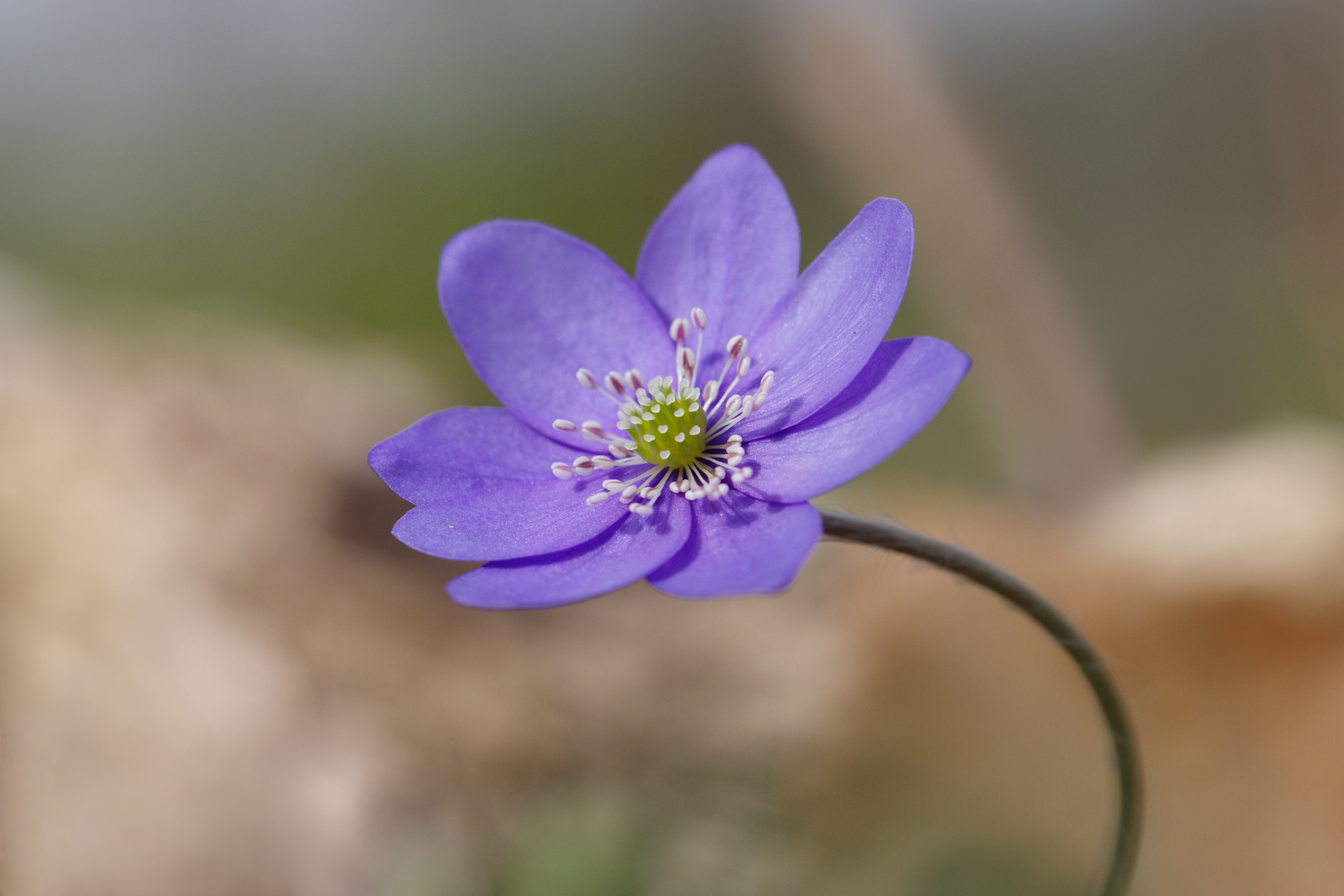 Waldzauber ... Leberblümchen