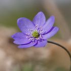 Waldzauber ... Leberblümchen