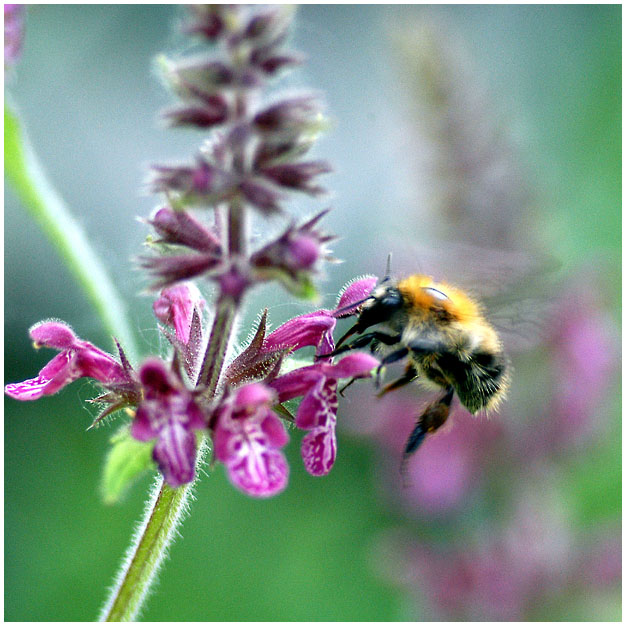 Waldziest mit Hummel