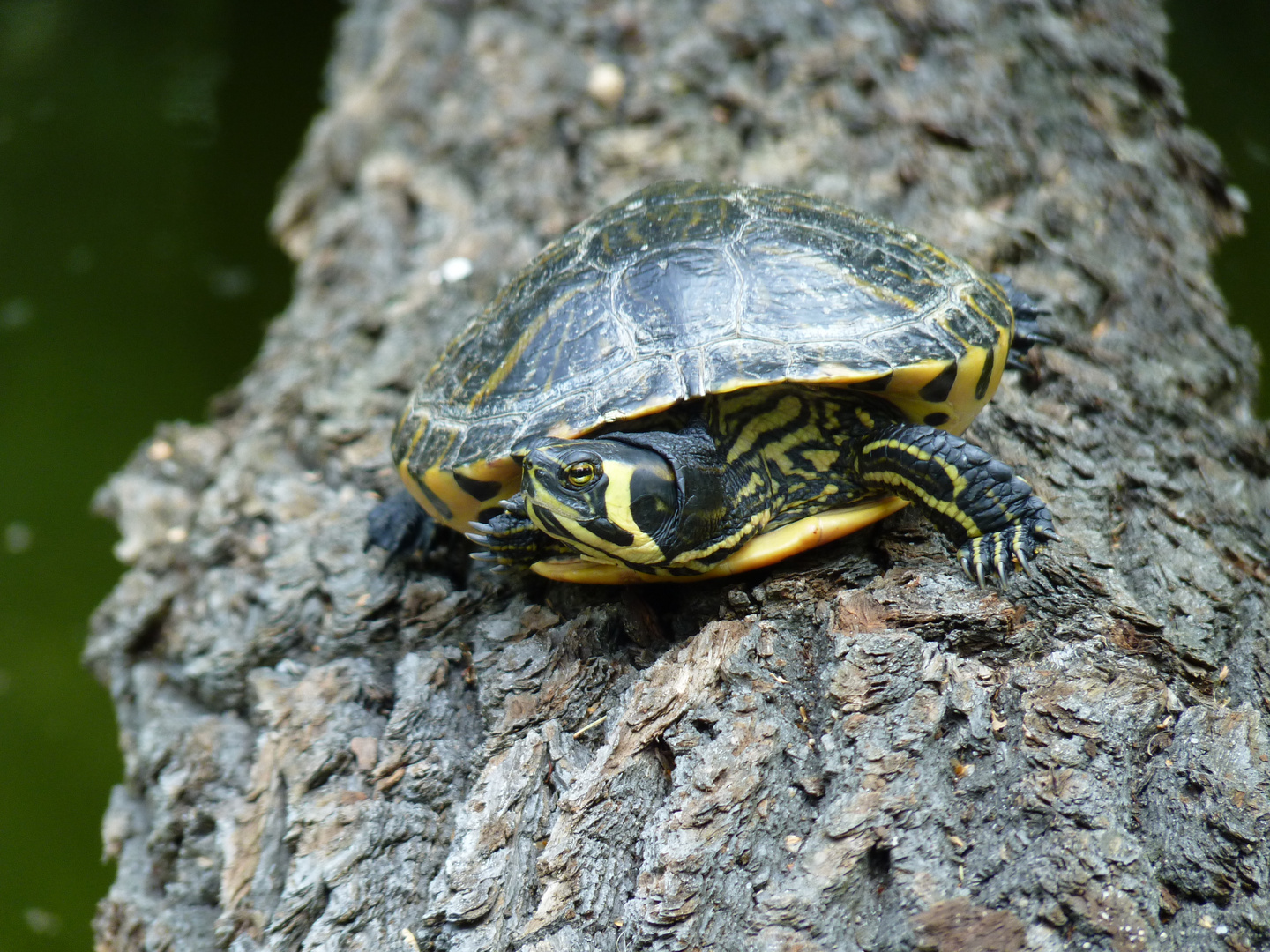 Waldzoo Gera