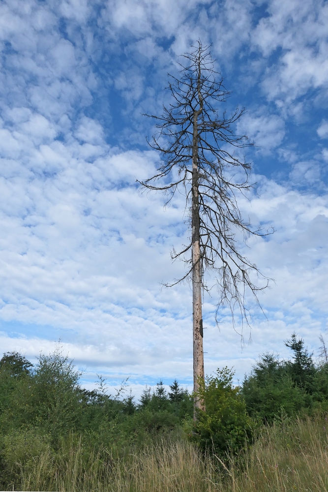 Waldzustandserhebung 2022 - hier am lokalen Beispiel