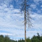 Waldzustandserhebung 2022 - hier am lokalen Beispiel