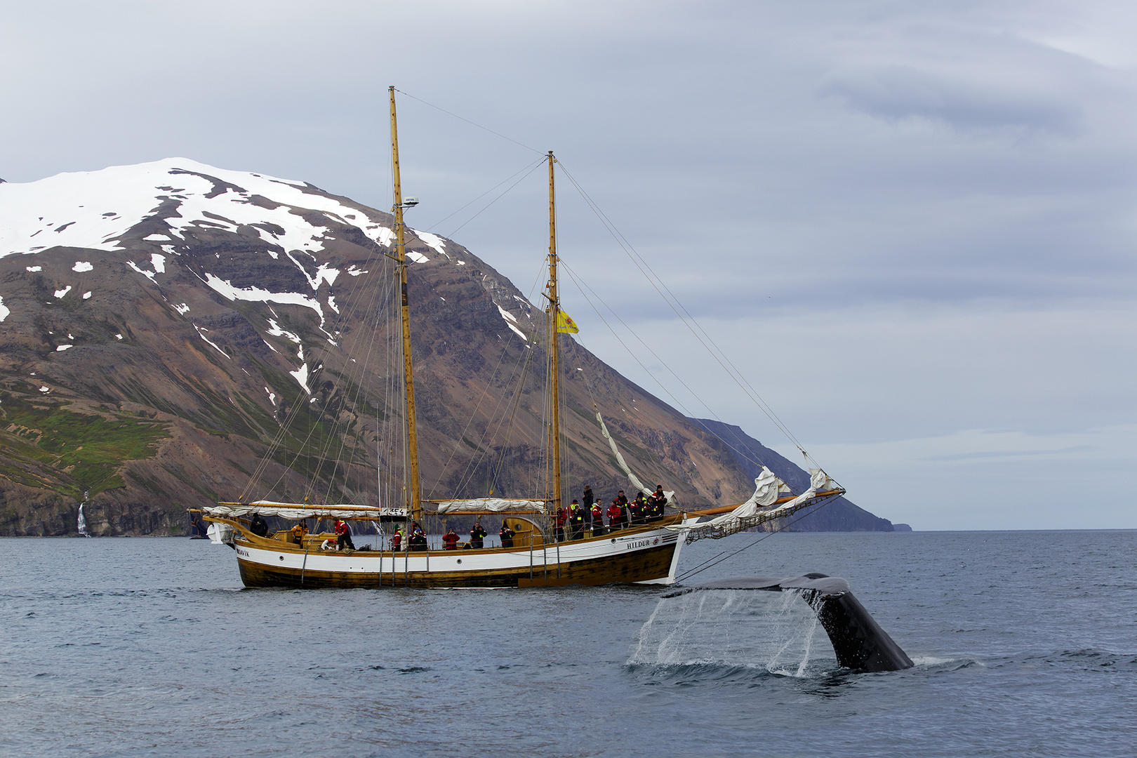 Wale bei Husavik Island