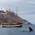 Wale bei Husavik Island